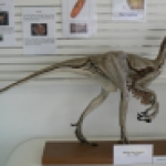 Oviraptor Philoceratops